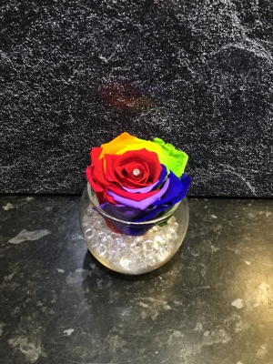 AMAZING EVERLASTING ROSE WHICH LASTS FOR OVER A YEAR! MULTI COLOURED