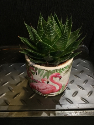 Flamingo pot with chunky succulent finish