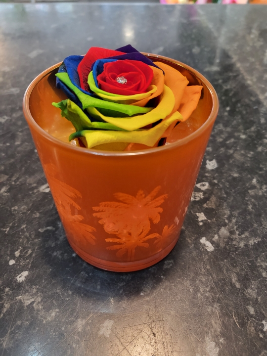 Rainbow Shades Everlasting Rose