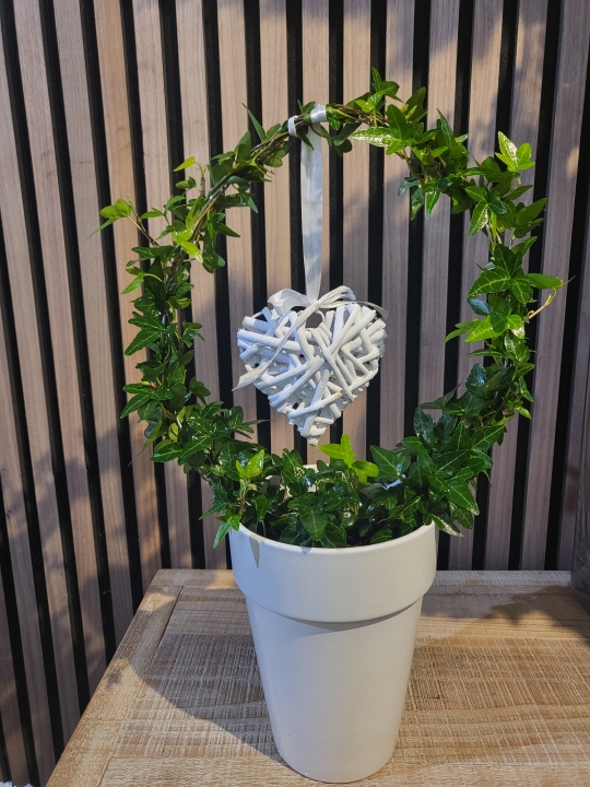 SWINGING HEART IVY PLANT IN WHITE GLOSS POT