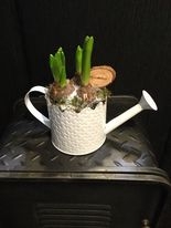 Watering Can Hyacinths