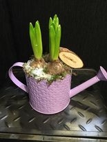 Watering Can Hyacinths