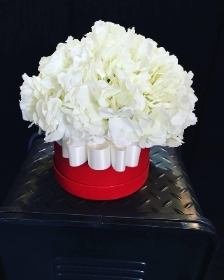 Pure Hydrangea