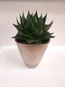 GIANT SUCCULENT PLANT IN SIVER OR GOLD GLASS POT