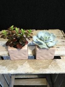 Beautiful blush succulent set