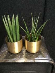 Sansevieria plant in luxury gold pot