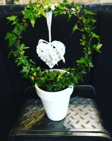 Pure Love Ivy Plant