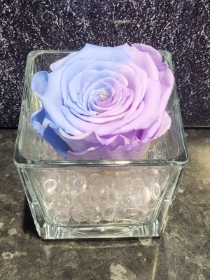 UNICORN EVERLASTING TWO TONE ROSE IN GLASS VASE