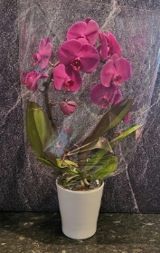GORGEOUS DEEP PINK ORCHID PLANT IN WHITE GLOSS POT