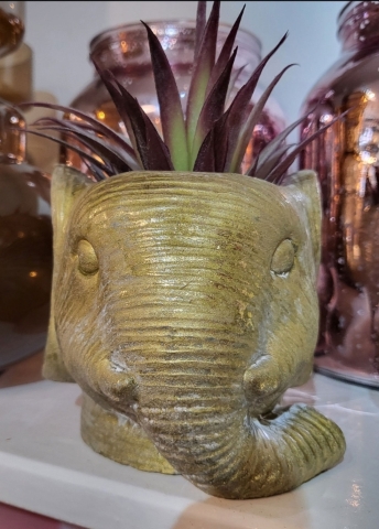 LUCKY ELEPHANT POT WITH EVERLASTING AIR PLANT