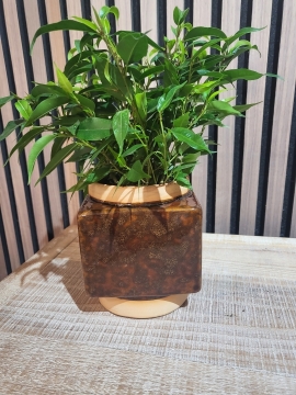 70'S STYLE POT WITH MINI FICUS TREE FINISH