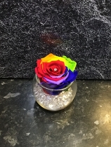 AMAZING EVERLASTING ROSE WHICH LASTS FOR OVER A YEAR! MULTI COLOURED