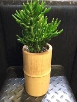 Bamboo  Pot Succulent