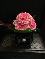 Beautiful pink pom pom Gerbera in black velvet hat box