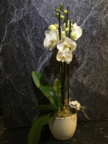 CHRISTMAS WHITE ORCHID POT