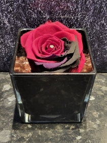 DARK GOTHIC THREE COLOUR EVERLASTING ROSE