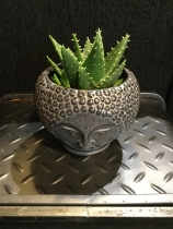 Dark grey head with cactus finish