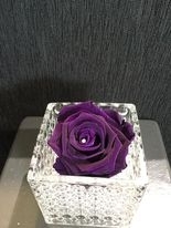 Deep Purple Everlasting Rose