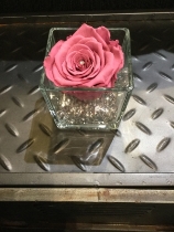 Dusty pink everlasting rose in glass tank vase