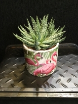 Flamingo pot with Aloe plant finish