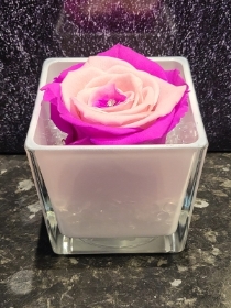 GORGEOUS TWO TONE CERISE AND BABY PINK EVERLASTING ROSE