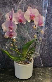 GROGEOUS PINK HOOP ORCHID WITH WHITE CERAMIC POT
