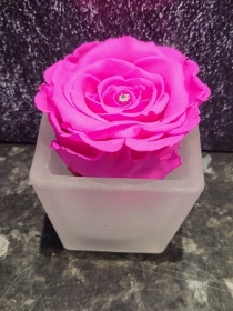 HOT CERISE PINK EVERLASTING ROSE IN FROSTED GLASS VASE