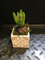 Hyacinth in mediterranean pot