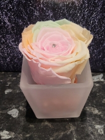 MARSHMALLOW RAINBOW EVERLASTING ROSE IN FROSTED GLASS VASE