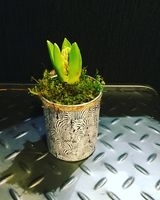 Palm pot with Hyacinth