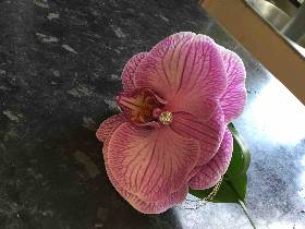 Pink Orchid