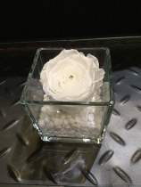 Pure white everlasting rose in glass tank vase