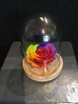 Rainbow Everlasting Rose in cloche