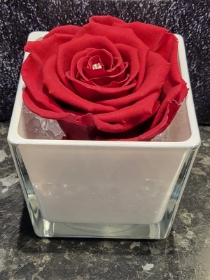 ROMANTIC RUBY RED EVERLASTING ROSE