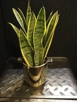 Snake Plant in Gold Ice Bucket