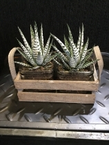Twin vintage glass crate with Aloe plant finish