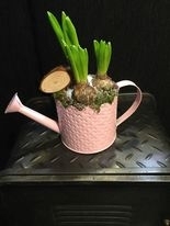 Watering Can Hyacinths