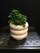 White Glass Pot with Fern